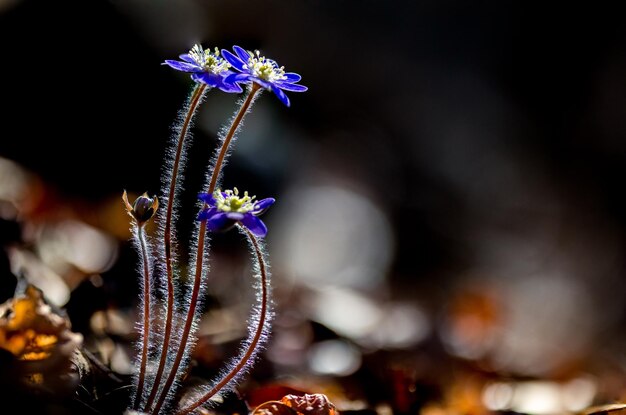 Foto prossimo piano di una pianta a fiori viola