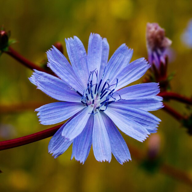 Foto prossimo piano di una pianta a fiori viola