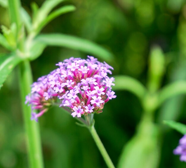 Foto prossimo piano di una pianta a fiori viola