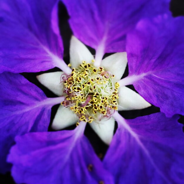 Close-up of purple flowering plant