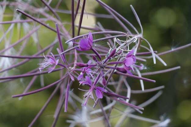 Foto prossimo piano di una pianta a fiori viola