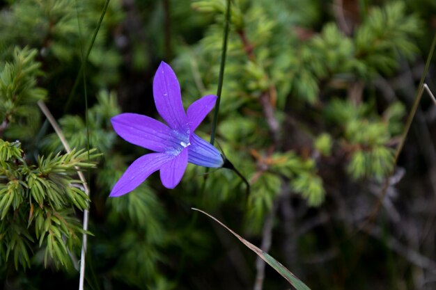 Close-up of purple flowering plant