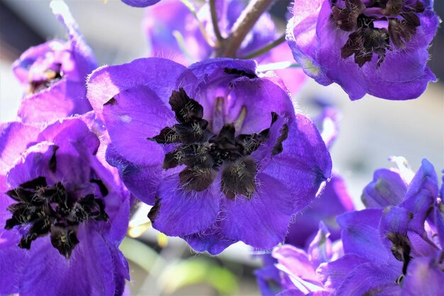 Close-up of purple flowering plant