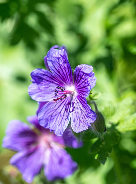 Close-up of purple flowering plant