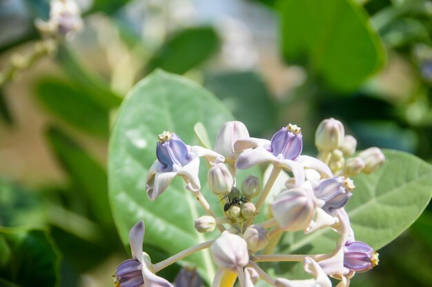 Close-up of purple flowering plant