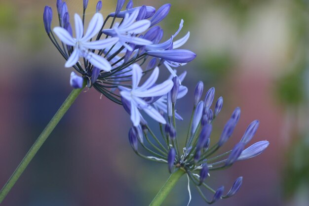 Photo close-up of purple flowering plant