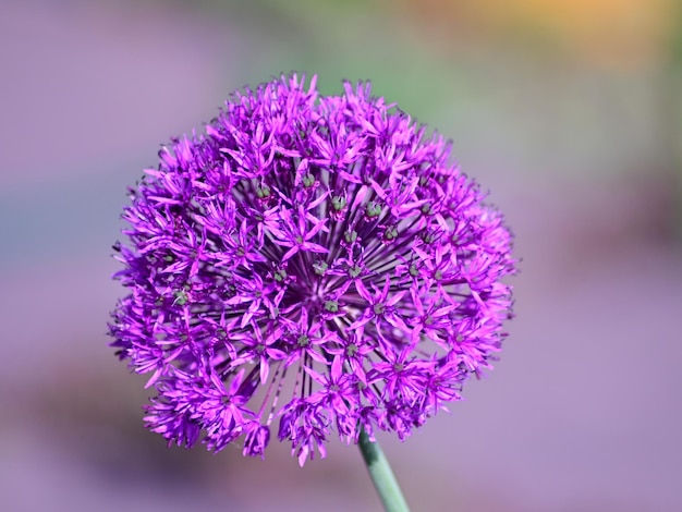 Photo close-up of purple flowering plant