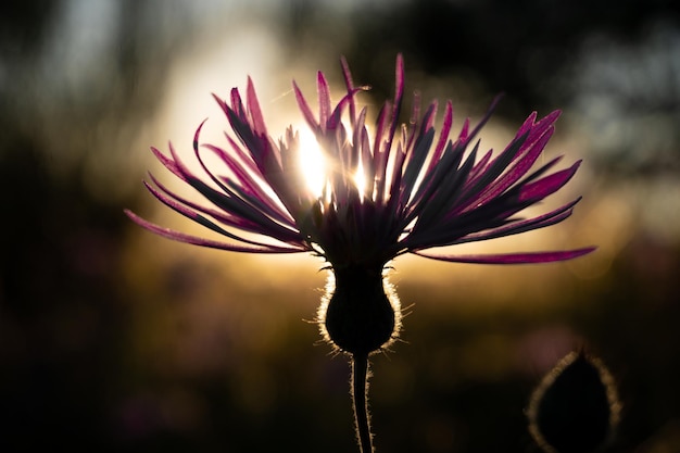 Foto prossimo piano di una pianta a fiori viola