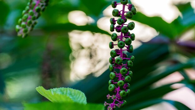 Close-up of purple flowering plant