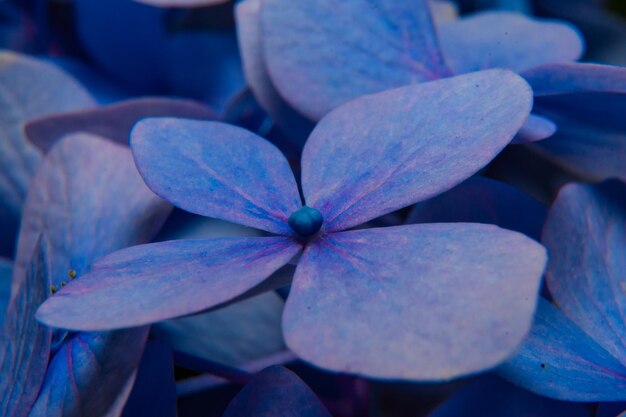 Photo close-up of purple flowering plant