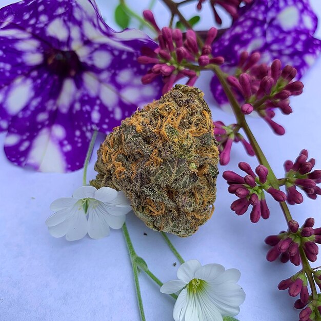 Close-up of purple flowering plant