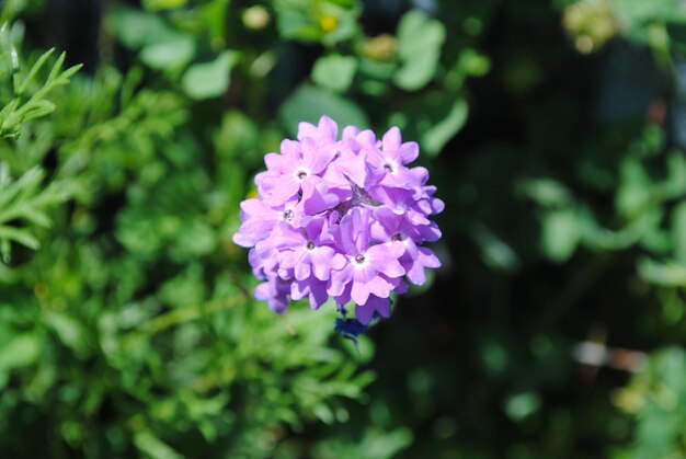 Close-up of purple flowering plant