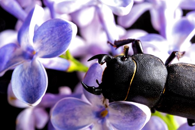 Close-up of purple flowering plant