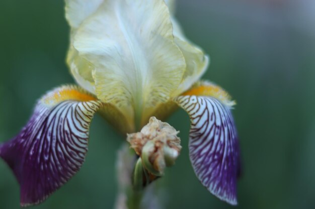 Foto prossimo piano di una pianta a fiore viola