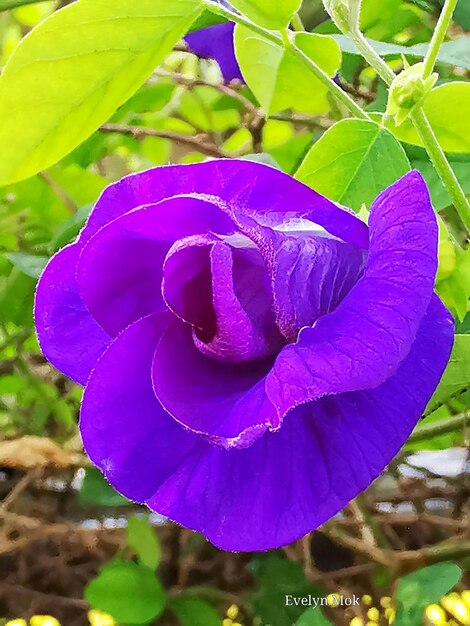 Close-up of purple flowering plant