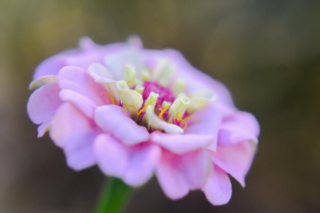 Foto prossimo piano di una pianta a fiori viola