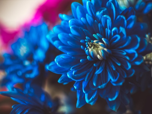 Close-up of purple flowering plant