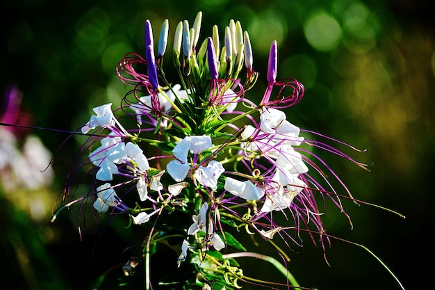 紫色の花の植物のクローズアップ