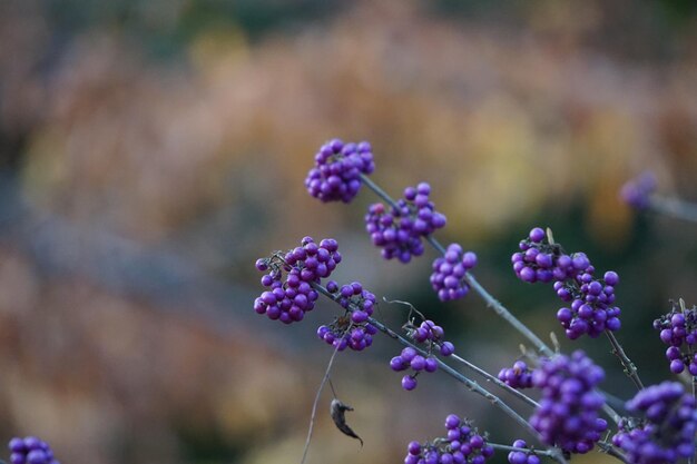 Close-up of purple flowering plant