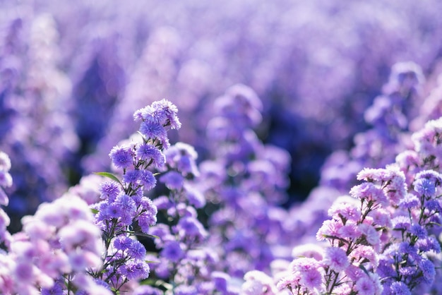 Foto prossimo piano di una pianta a fiori viola