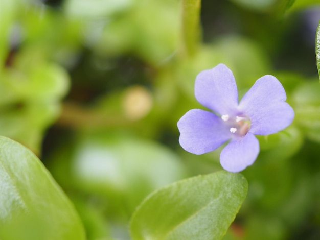 Close-up of purple flowering plant