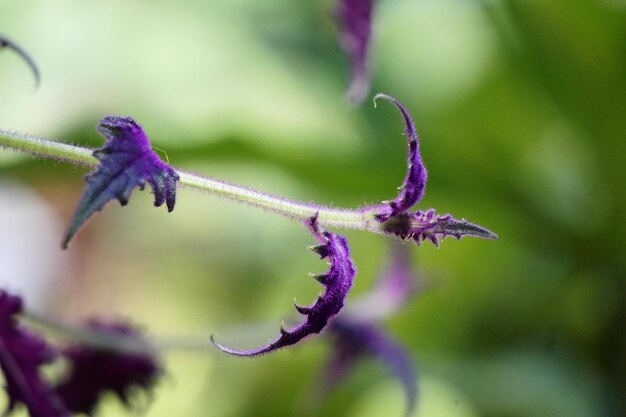 Foto prossimo piano di una pianta a fiori viola