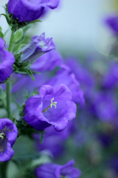 Close-up of purple flowering plant