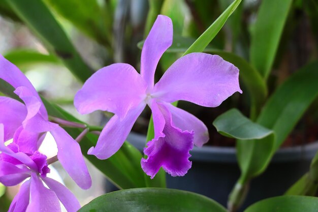 Close-up of purple flowering plant