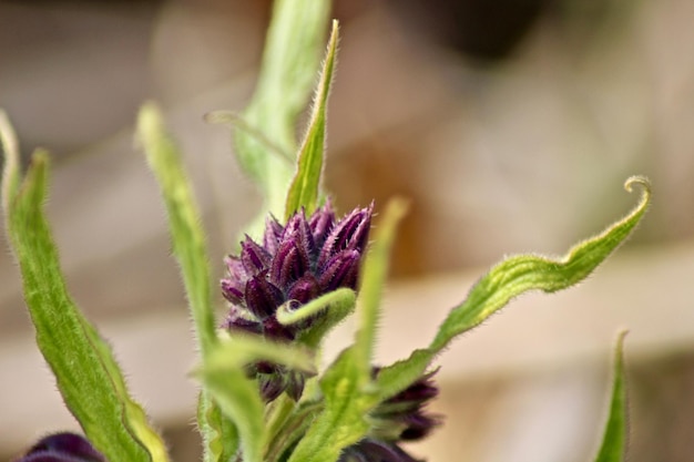 Foto prossimo piano di una pianta a fiori viola