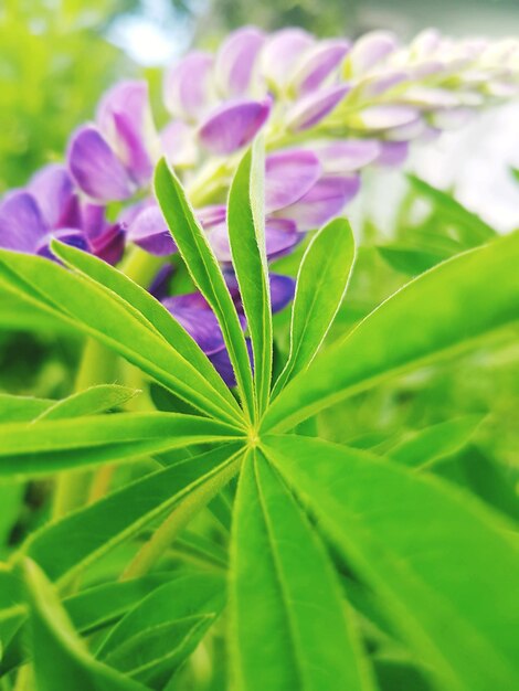 Close-up of purple flowering plant