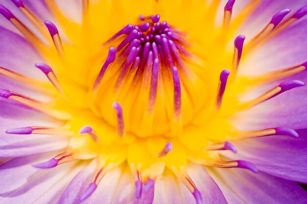 Photo close-up of purple flowering plant