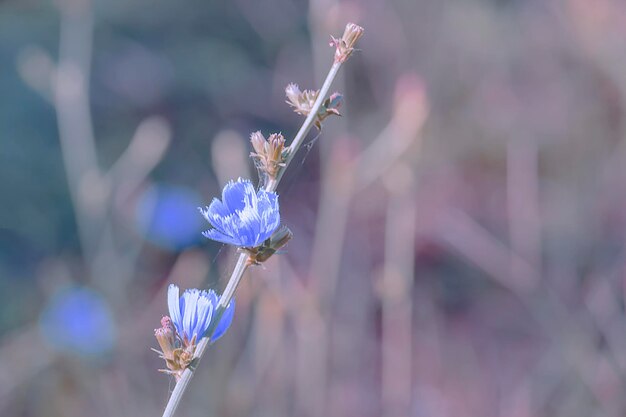 Close-up of purple flowering plant