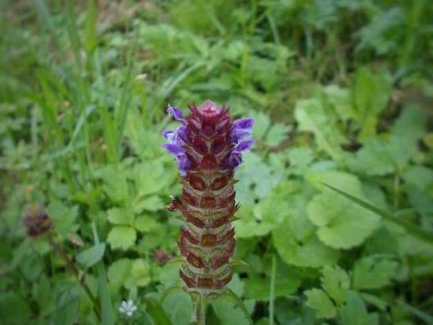 Close-up of purple flowering plant