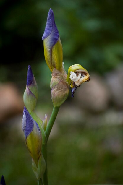 Photo close-up of purple flowering plant