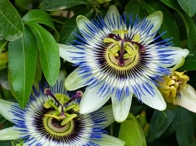 Photo close-up of purple flowering plant