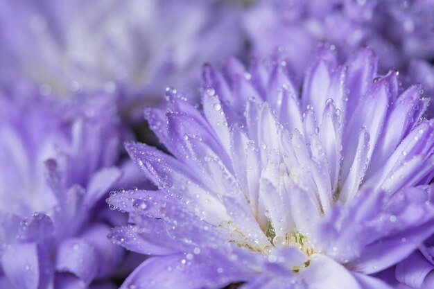 Photo close-up of purple flowering plant