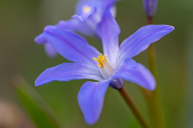 Foto prossimo piano di una pianta a fiori viola