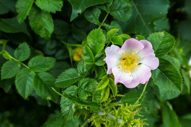 Photo close-up of purple flowering plant