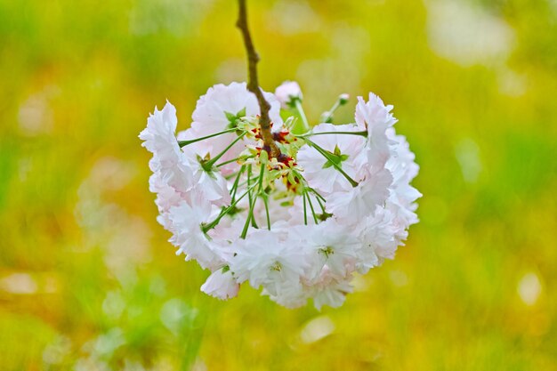 Close-up of purple flowering plant