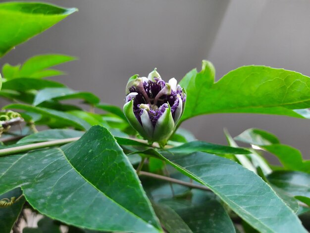 Close-up of purple flowering plant