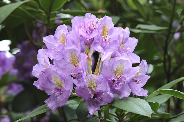 Photo close-up of purple flowering plant