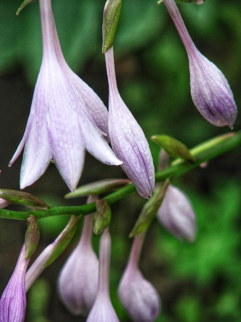 Close-up of purple flowering plant