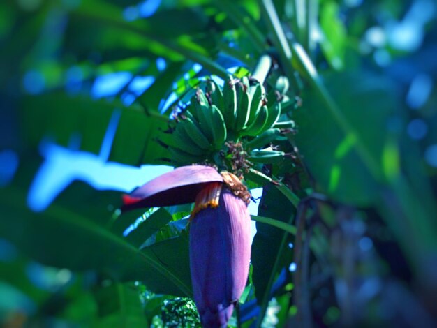 Close-up of purple flowering plant