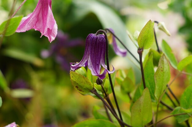 Close-up of purple flowering plant