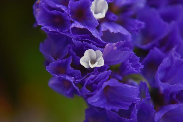 Prossimo piano di una pianta a fiori viola