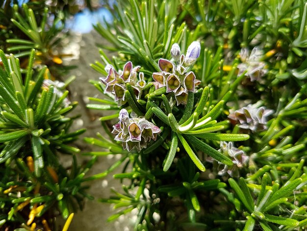 Photo close-up of purple flowering plant