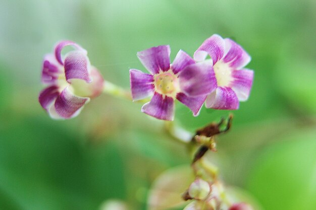 Close-up of purple flowering plant