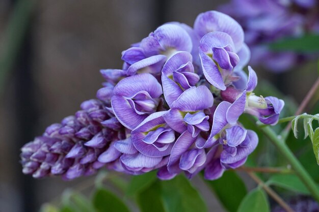 Close-up of purple flowering plant