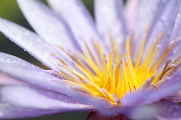 紫色の花の植物のクローズアップ