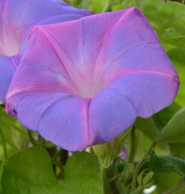 Close-up of purple flowering plant